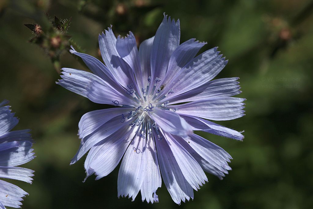 090629 - 1758 - Wegwarte